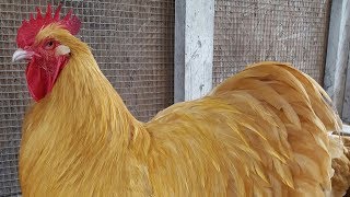 Buff Orpington Chickens  Dual Purpose Gold [upl. by Allred]