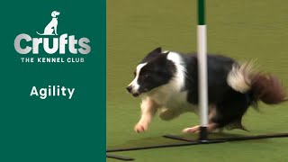 Agility  Championships  IntermediateLarge Final Agility   ​Crufts 2023 [upl. by Llehsram]