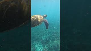 Snorkel with Turtles on the Sunshine Coast sunshinecoast [upl. by Royd100]