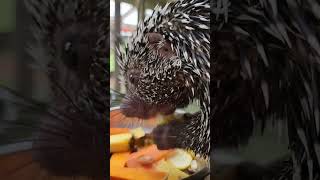 prehensile tailed porcupine [upl. by Samira]