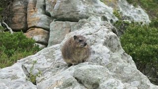 What is a Dassie Are they really related to elephants [upl. by Adnalra]