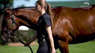 2020 Inglis Easter  Lot 268  More Than Ready x Vavasour  Colt [upl. by Holton]