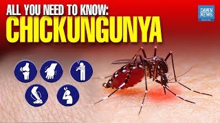 Chikungunya All You Need To Know  Dawn News English [upl. by Belloir]