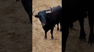 Menudos cuernos tiene😳 Toros en Benavites 2024 [upl. by Hanselka]