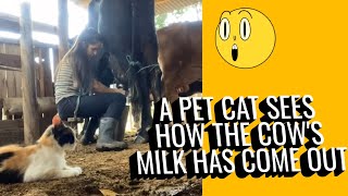 A cat watches a cow being milked  cow milking video [upl. by Eseer337]