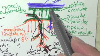 Meninges y liquido cerebroespinal [upl. by Edva]