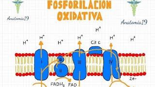 Fosforilación Oxidativa [upl. by Nicko]