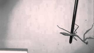 Watch a praying mantis perform acrobatic jumps [upl. by Aenyl144]