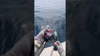 What fish is this fishing jigging fish [upl. by Ahsyia]