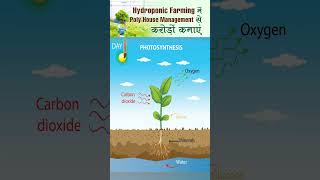 Hydroponic Farming में Poly House Management से करोड़ों कमाएं [upl. by Dicks]