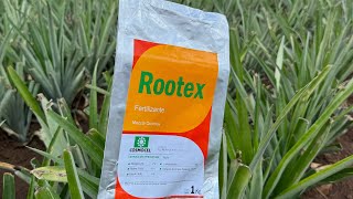 Rootex como enraizador en el cultivo de piña [upl. by Tobin]