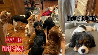 Cavalier Puppy Livestream Playing with Friends [upl. by Oralie]