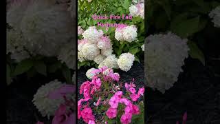 Quick Fire Fab Hydrangea July 21st Let’s Watch the Color Change white to pink hydrangea [upl. by Agamemnon]