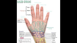 The bony landmarks of the hand and the importance of this knowledge [upl. by Myk457]