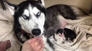 Alaskan husky birthing 8 puppies [upl. by Audwin]