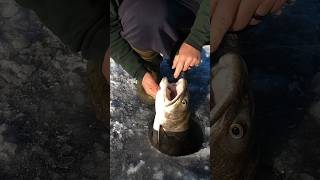 Big Lake Trout through the ice icefishing trout outdoors [upl. by Arnelle]