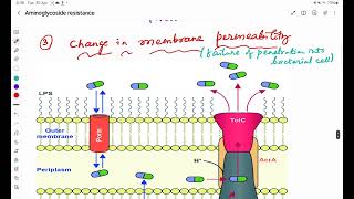 Mechanism of aminoglycoside resistance [upl. by Rahr]