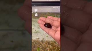 Adding a Nerite snails to my goldfish and beta tanks…🐌🐠❤️fish goldfish aquarium snail [upl. by Furmark]