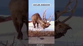 The Emotional Journey of Elk Antler Shedding facts animals shortsfeed shorts [upl. by Arit277]