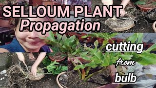 selloumplant sahodyaman SELLOUM PLANT SAHOD YAMAN PROPAGATION THRU CUTTINGS  BULB CUTTING [upl. by Cleodell]