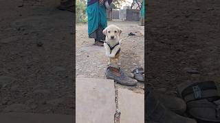 dog 😢klled puppy 🐶 trending viral shorts doglovers dog [upl. by Aninaj]