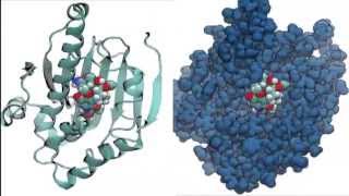 Molecular dynamics simulation of an HSP90  inhibitor complex [upl. by Franciska]