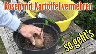 Rosen in Kartoffel pflanzen  Rosen vermehren mit Kartoffel so wirds gemacht [upl. by Remmer]