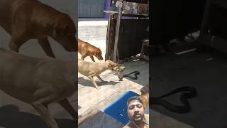 Dog vs snake 🐍😱 shorts shortvideo trending [upl. by Lamee]