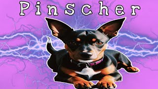 PINSCHER LATINDO pinscher [upl. by Harutek]