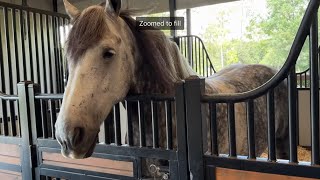 Disney World resort horses in action Funny playtime 2024 orlando florida [upl. by Lazar833]