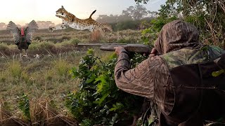 I Never Expected a WILD Bobcat to come this CLOSE Catch Clean Cook Wild Turkey Jambalaya [upl. by Helene]