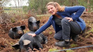 Meet our Pig Dozers Using pigs to regenerate our pasture  Free Range Homestead Ep 6 [upl. by Cannon]