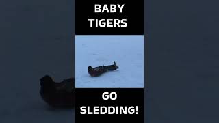 BABY TIGER SLEDDING [upl. by Walton]