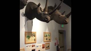 Tucson International Wildlife Museum [upl. by Mortensen]