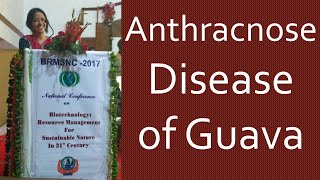 Anthracnose disease of Guava  Prof Jhilmil Gupta प्रो झिलमिल गुप्ता [upl. by Dotson]