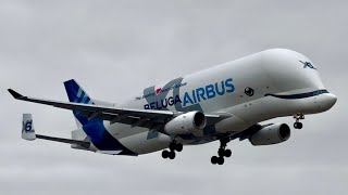 Airbus Beluga XL Landing at Heathrow ArrivalTaxi VERY RARE [upl. by Emilio]