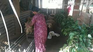 How to do Sheep farming  No Economic plan  Karnataka  India [upl. by Irtak]