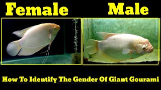 How To Identify The Gender Of Giant Gourami [upl. by Harriot]