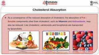 Plant Sterols – Stanol Esters Soy Phytoestrogens [upl. by Nuhsar168]