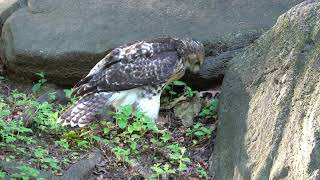 Fledgling Hawk Stalks Squirrel Grabs Piine Cone Instead [upl. by Uzzi]