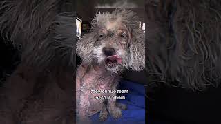 Deadliest pet disease sarcoptic mange [upl. by Nahsed]