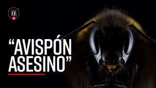 El “avispón asesino” la plaga que inquieta a EEUU y amenaza a las abejas  El Espectador [upl. by Atilem]