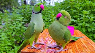 Bolne Wala Tota  Indian Ringneck Talking Parrot [upl. by Areht973]