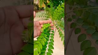 Curry patta cutting tips for more growth youtubeshorts gardening shorts curryleavesplant [upl. by Ahoufe]