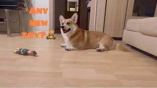 My Corgi How Soon Will He Get Tired of His New Loud ChickenToy🦊🐥🎵📢🧐🧡😃 [upl. by Elocel]