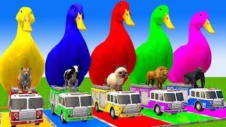 5 Giant Duck CartoonCowElephantTigerLionGorilla Paint Wild Animals Crossing Fountain Animation [upl. by Nylrak]