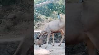 Barasingha Swamp Deer  In Ranthambore National Park Rajasthan [upl. by Rothmuller822]