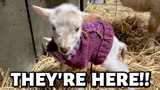 THEY HAVE ARRIVED winter lambing 2023 BEGINS  Vlog 738 [upl. by Hsiwhem584]