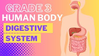 Digestive System [upl. by Wing]