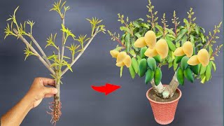 2 super special techniques help propagate mangoes super fast [upl. by Malas]